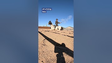 Green broke colt lying down under gunfire with a western movie edge