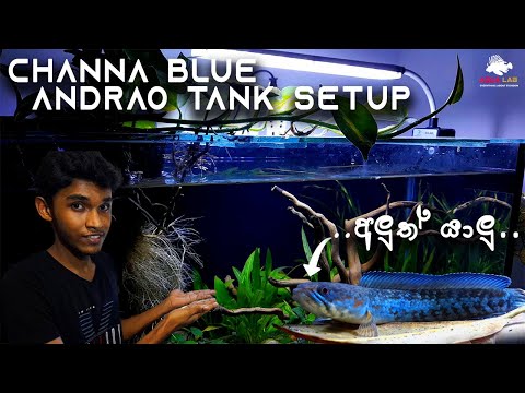 Channa Blue Andrao Tank Setup