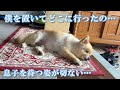 【お留守番】息子不在で明らかに元気がないポメくんの姿を見たら、胸が締め付けられました…