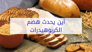 أين يحدث هضم الكربوهيدرات