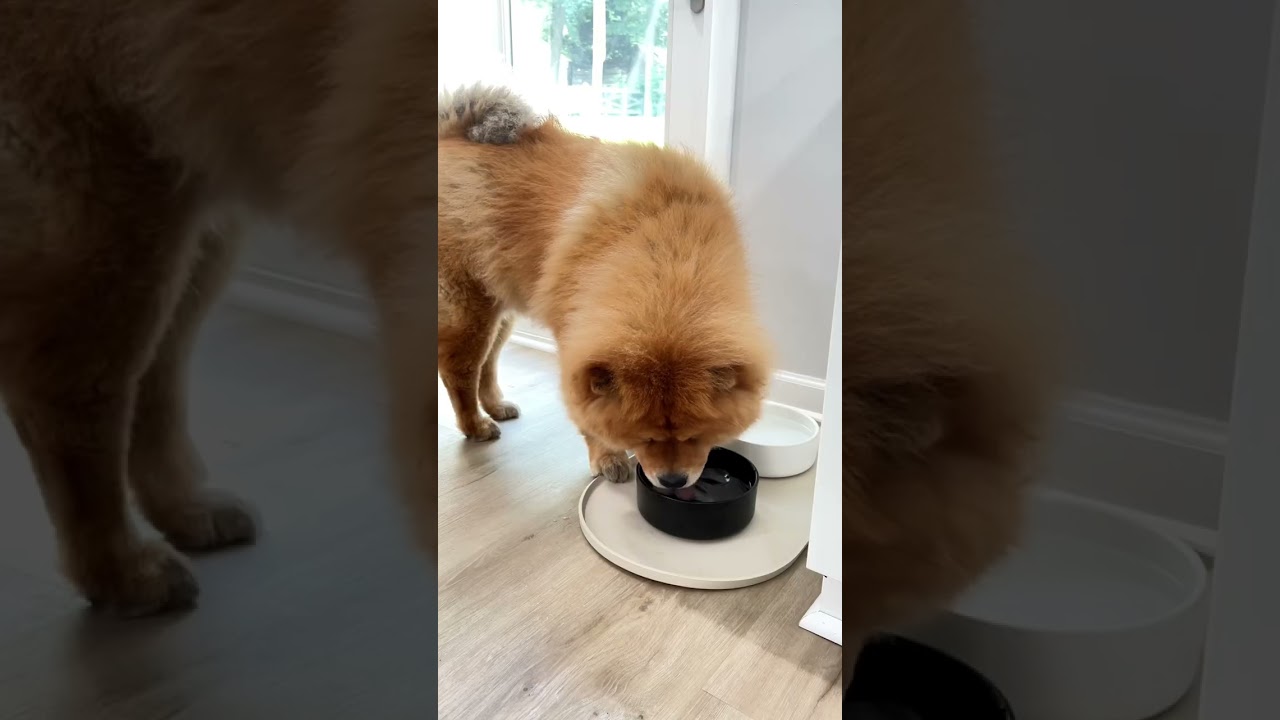 Two dogs, one bowl: upgrade pet essentials! 