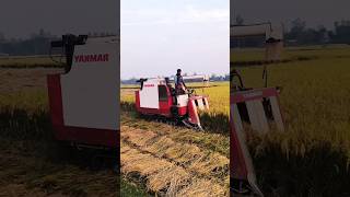 সোনার ফসলে Yanmar হারভেস্টার চালাচ্ছে | Yanmar Harvester in gold Fields