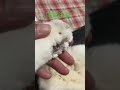 ネコがマムシに噛まれたら。 腫れて血液と体液がじわじわと出続けます。これは2日目の画像。食欲はあり、元気です。