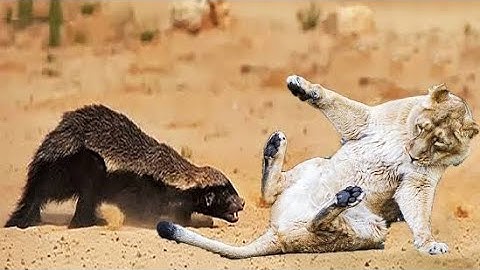 The Leopard and Honey Badger Shows Who