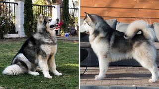 Alaskan Malamute by Animal Lover 440 views 1 year ago 3 minutes, 6 seconds