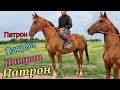 ПАТРОН зыңк БУДЕН 🐎 УЛАГЫ 1000