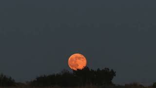 Supermoon glows over the horizon in Midlothian, Texas, USA