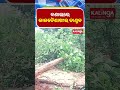 ବଣାଇରେ କାଳବୈଶାଖୀର ତାଣ୍ଡବ || Kalinga TV