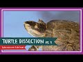 Turtle Anatomy Quiz