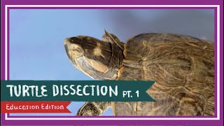 Turtle Dissection (Part 1. External Anatomy) || Behold the World in Pause