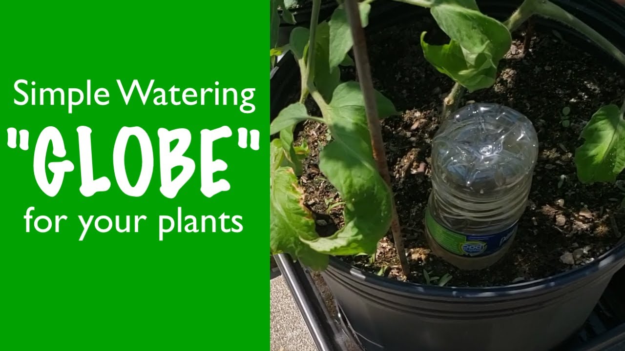 Plastic Watering Globe For Your Plants