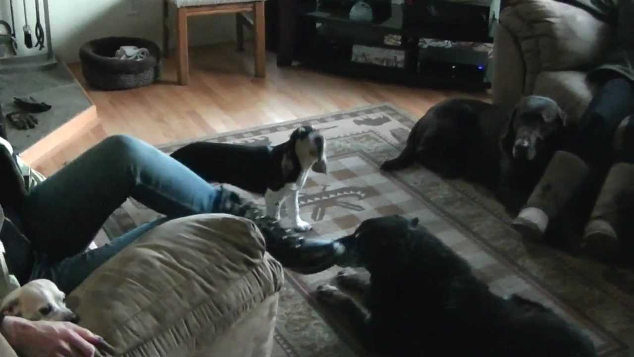 beagle puppy baying/barking YouTube