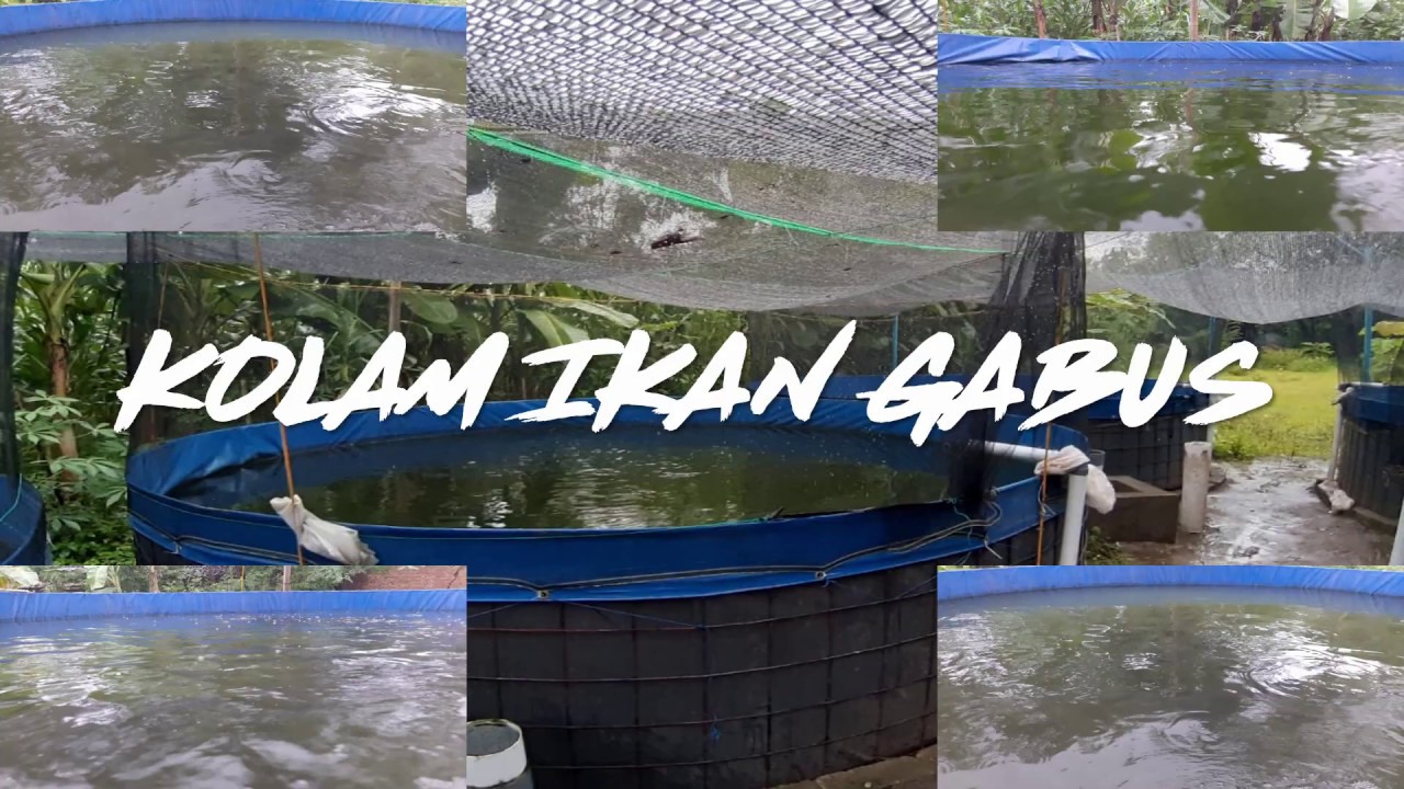 BUDIDAYA IKAN GABUS 