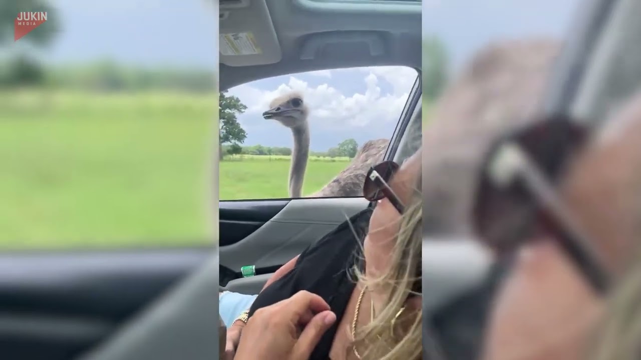 Ostrich Surprises Woman At Safari - 1834454