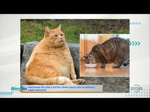 Bom Dia News - Obesidade em cães e gatos: Saiba quais são os riscos e como prevenir