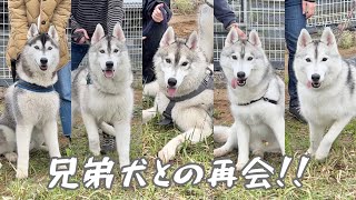 Husky Siblings And Mother Reunited After A Year