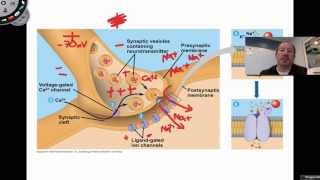 The Action Potential