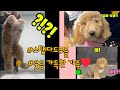 [스탠다드푸들 가족 브이로그] 하루종일 웃음가득~ 웃으면 행복이 찾아와요 ♥