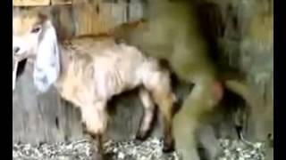 (HEBOH) Monyet perkosa anak kambing