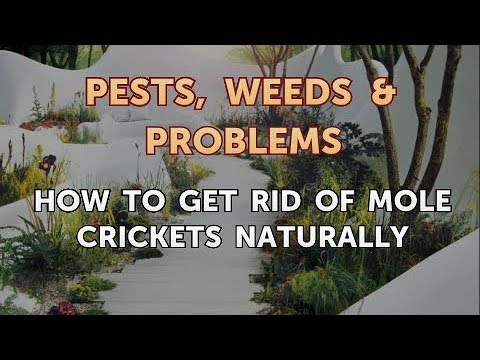 Video: Mole Cricket Control - Tips Untuk Menghilangkan Tahi Lalat Jangkrik