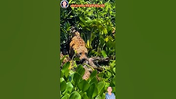 cảnh báo đốm săn bắt cá sấu khổng lồ thật đáng kinh ngạc #thegioidongvat #shortvideo