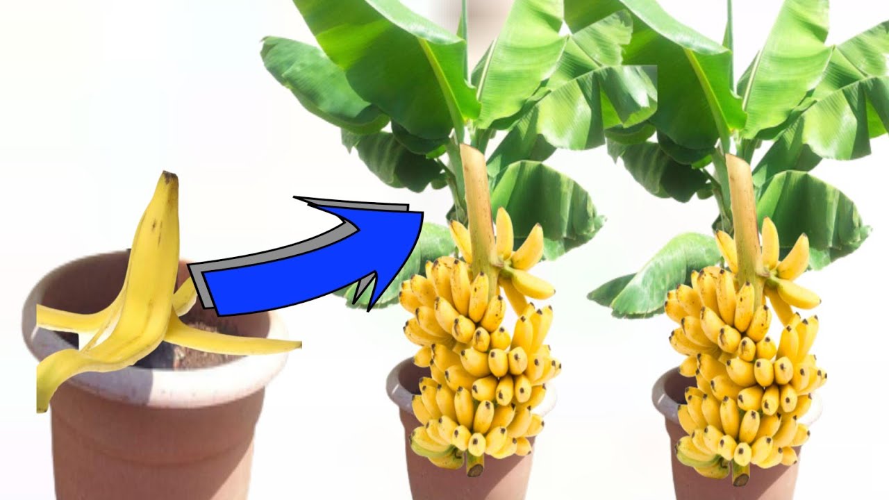 How to Grow Banana Successfully at Home || Farm Modernization