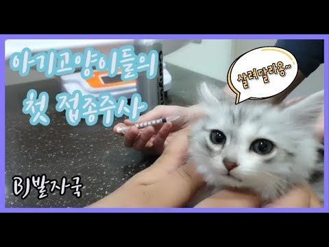 아기고양이들의 첫 예방접종