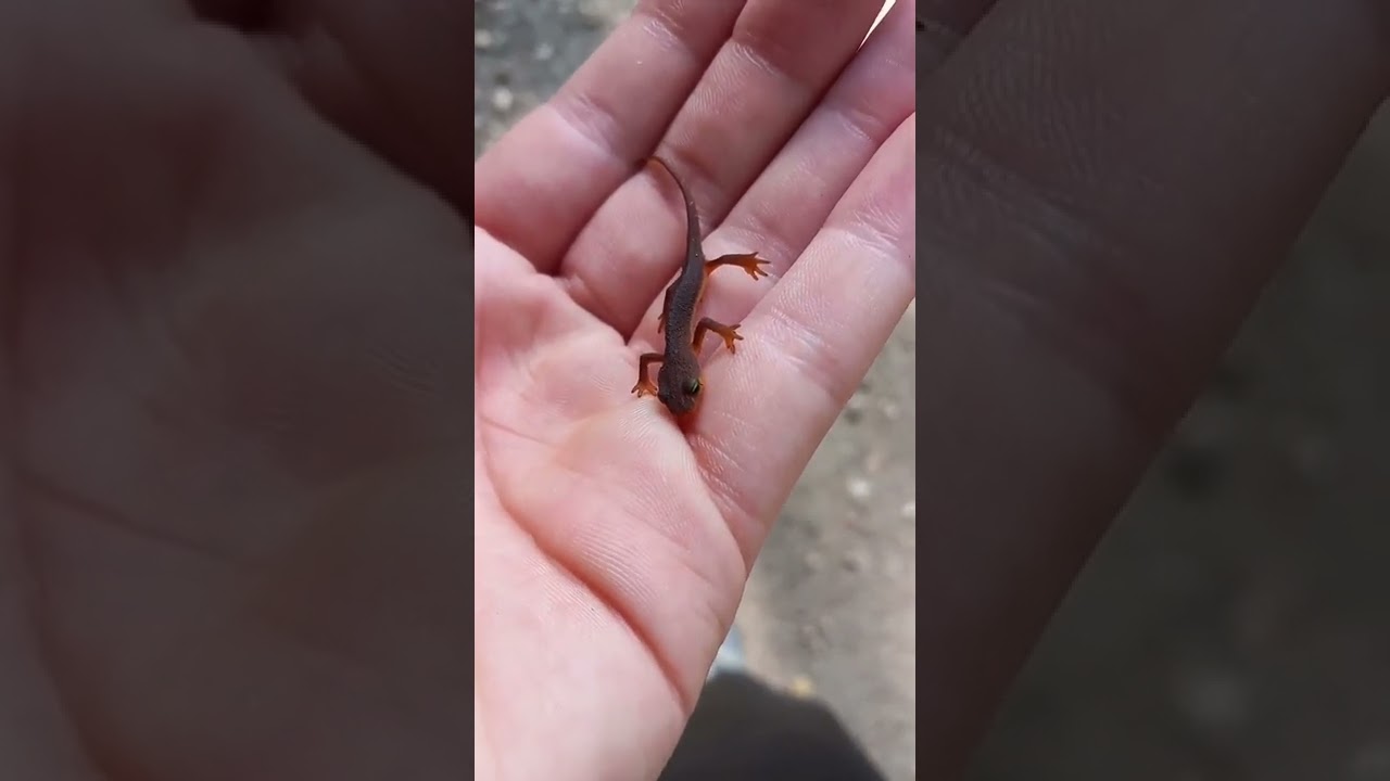 baby salamander