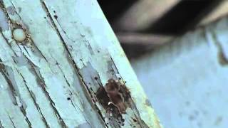robert rivas clip