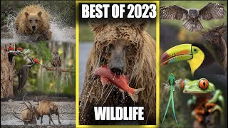 Best of 2023 Wildlife Photography and Video Clips by Harry Collins Photography 565 views 3 months ago 6 minutes, 51 seconds