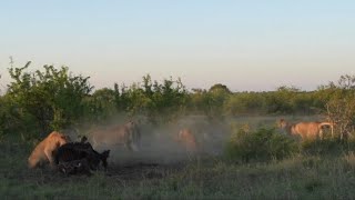 male lion attacking by other lions don’t want share their food into male lion video