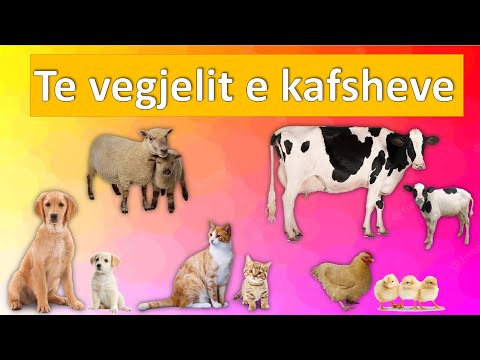 Video: Çfarë hanë drerit e vegjël?