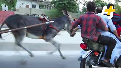 Donkey Racing In Karachi