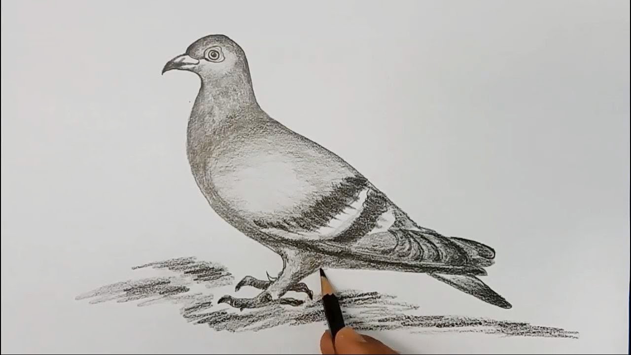 how to draw pigeon step by step - YouTube