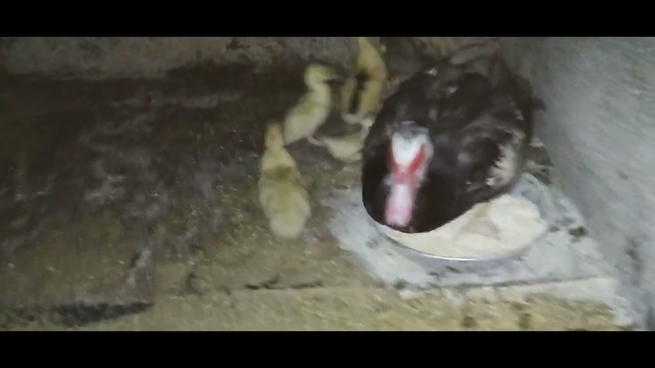 Vlog pe întuneric la animale ( Ep2) 👻🐐🐖🐐🦆 - YouTube