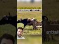 Lion Pride Attack on Buffalo After Birth | Brutal Jungle Reality | Wildlife Hunt 💔