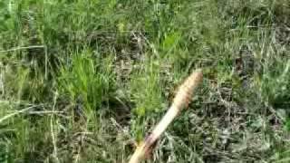 Mangez des mauvaises herbes - la prêle (equisetum arvens) partie 1