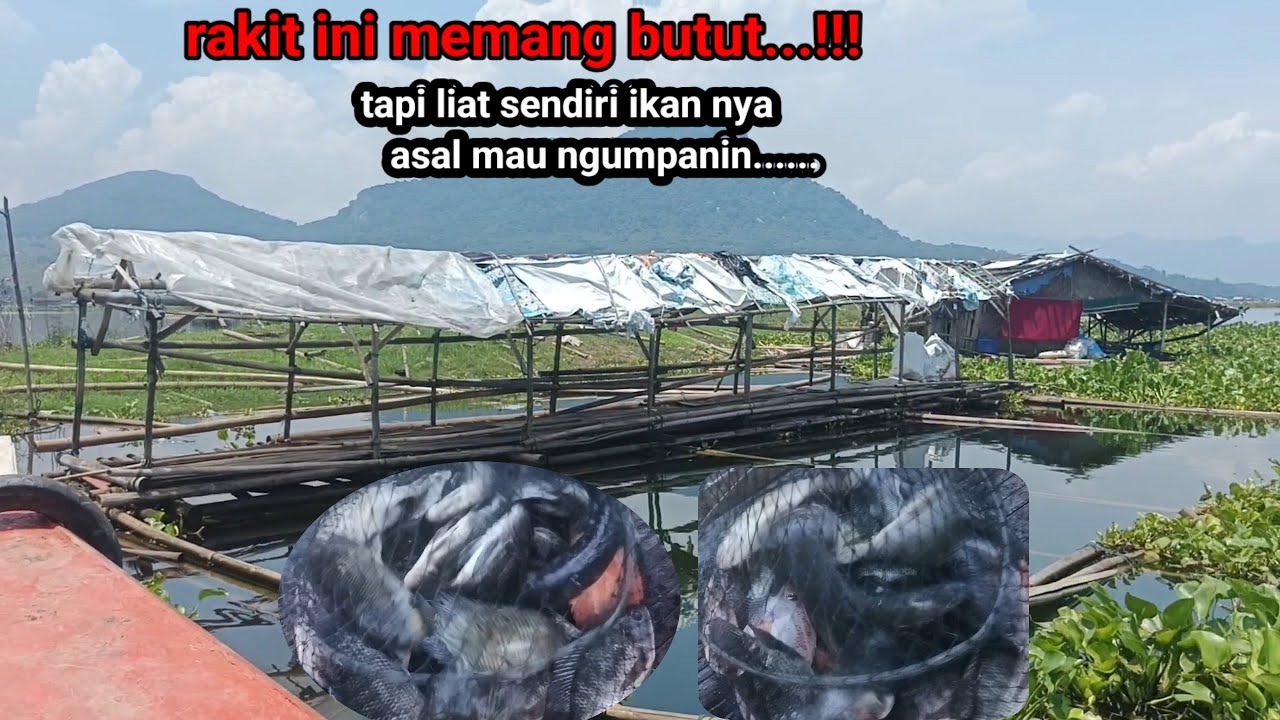 Mancing jatiluhur//rekomendasi spot ikan melimpah...lauk rame/jajalon/badot komplit pokonamah