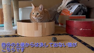 【茶トラ】自分の土俵から出ない猫がこちらですThis is a cat that never leaves its own ring. by 茶トラ猫 てつのくうねるあそぶな日々 126 views 5 months ago 1 minute, 51 seconds