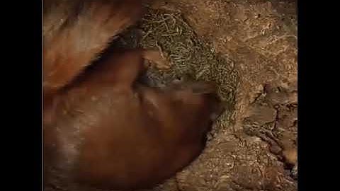 inside squirrel nest video.