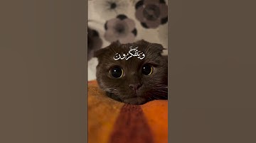 سورة آل عمران ﴿190/191﴾ للقارئ عمر بن ضياء