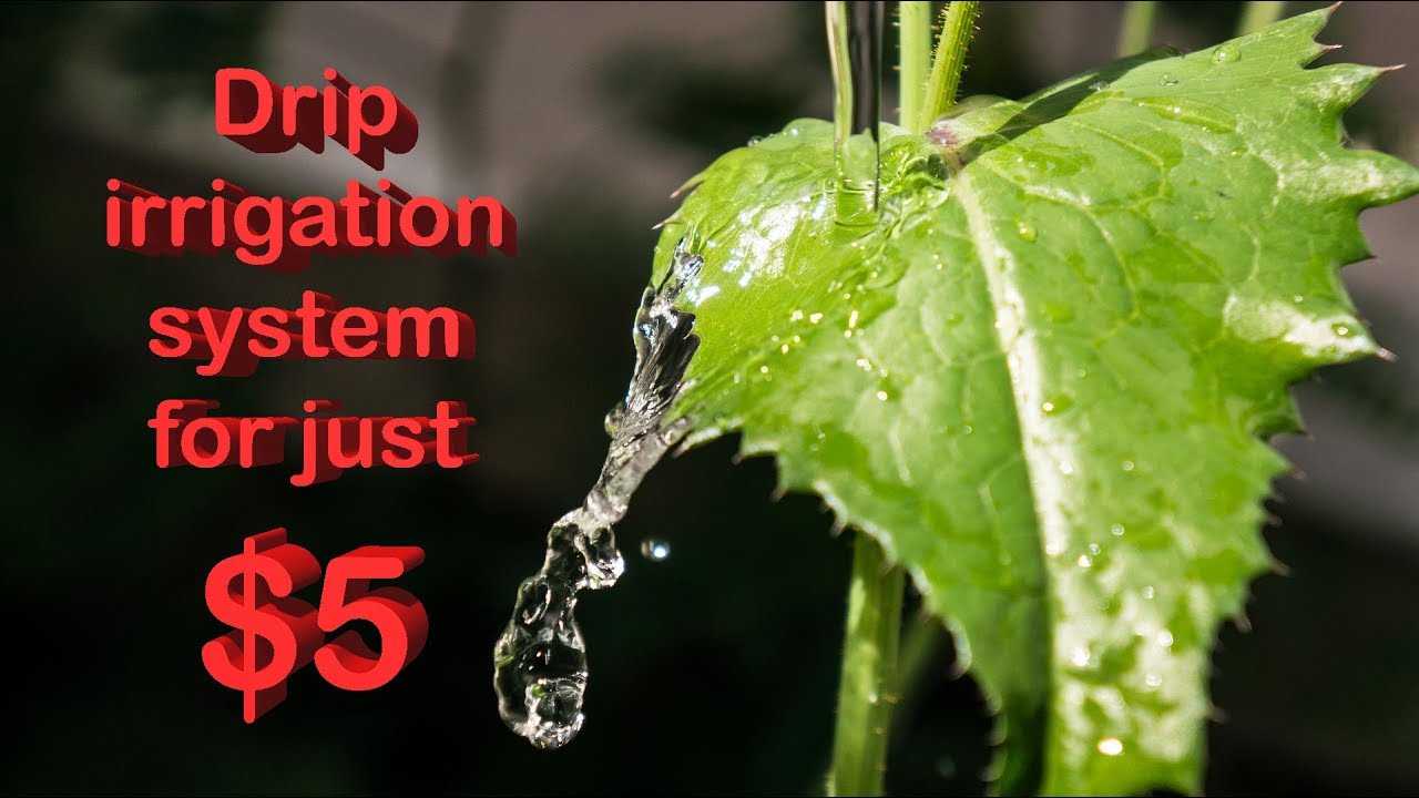 DIY Low-cost drip irrigation system your for garden in $5 ...