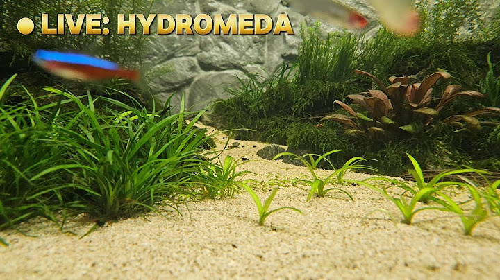 LIVE: My Tropical Wetlands Vivarium 'Hydromeda'