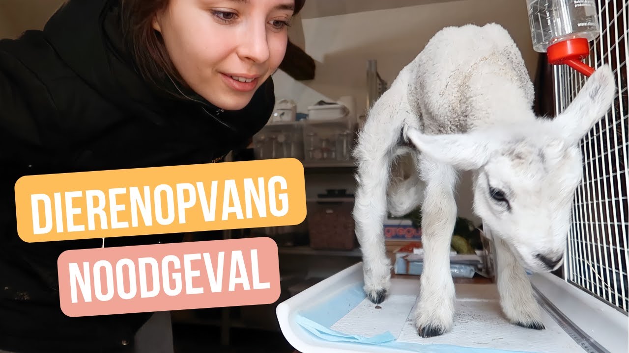 Een gehandicapt lammetje redden