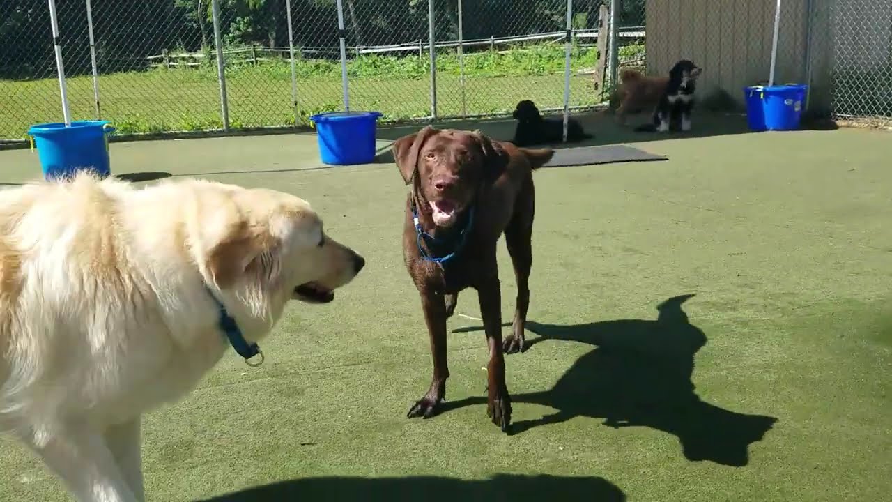Playtime at Dogs On The Farm & Cats Too!