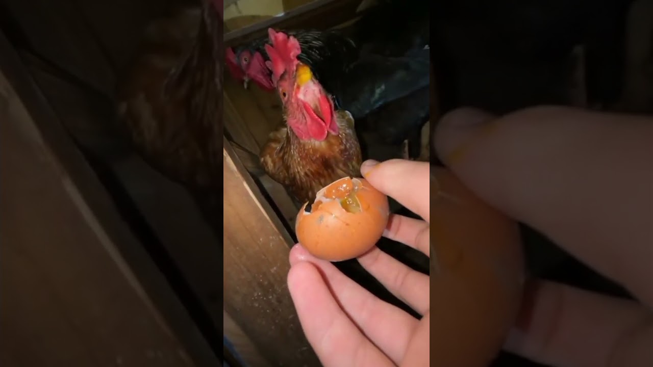 Что-то тут не так.. | Трек: NILXRO, F1LXV, 2NZZPEFXT - FAST CHASE 