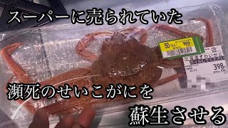 スーパーに売られていた瀕死の【せいこがに】を蘇生させる