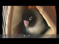 ボタンインコのボタンちゃん久々にたまご産んじゃいました