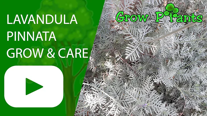 Lavandula pinnata - grow & care (Fernleaf lavender )