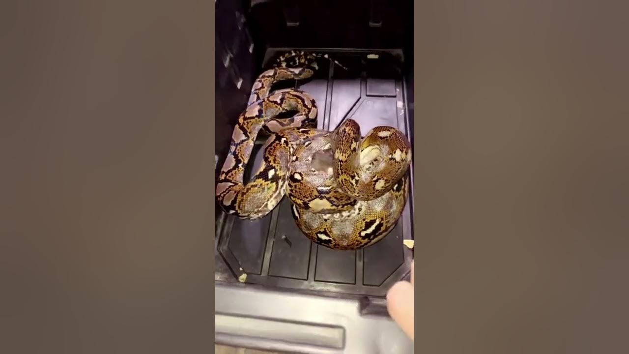 Reticulated Python Eats Huge Rat - YouTube